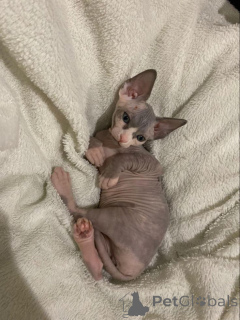 Photo №1. sphynx - à vendre en ville de Aizlingen | 450€ | Annonce № 157343