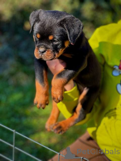 Photo №4. Je vais vendre rottweiler en ville de Kragujevac.  - prix - négocié