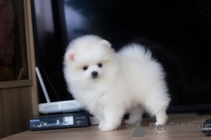 Photos supplémentaires: Vous cherchez une maison aimante pour toujours. Chiots Spitz de Poméranie,