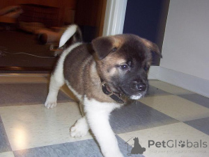 Photo №2 de l'annonce № 172959 de la vente akita (chien) - acheter à Belgique annonce privée, éleveur