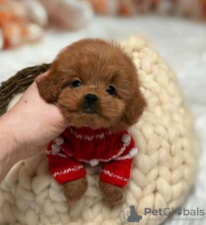 Photo №2 de l'annonce № 133961 de la vente caniche royale - acheter à USA 