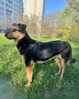 Photo №1. chien bâtard - à vendre en ville de Moskova | Gratuit | Annonce №168474