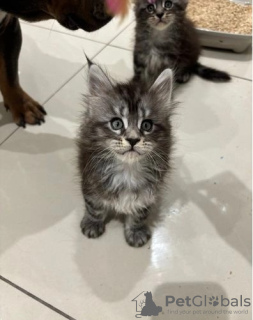 Photo №4. Je vais vendre maine coon en ville de Los Angeles.  - prix - négocié