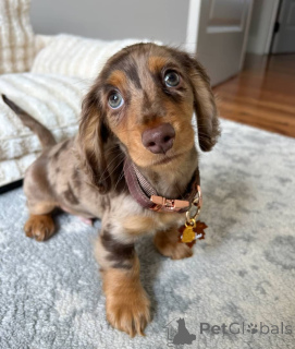 Photo №1. teckel - à vendre en ville de Hambourg | Gratuit | Annonce №150841