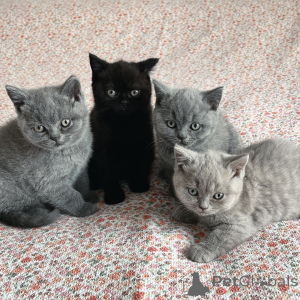 Photo №1. british shorthair - à vendre en ville de Mannheim | négocié | Annonce № 169921
