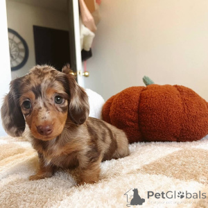 Photo №1. teckel - à vendre en ville de Alkmar | négocié | Annonce №148397