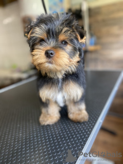 Photo №4. Je vais vendre yorkshire terrier en ville de Bonn. annonce privée - prix - 265€