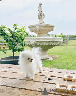 Photo №2 de l'annonce № 140597 de la vente spitz nain - acheter à Israël éleveur