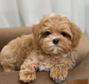 Photo №1. maltipu - à vendre en ville de Mauvais soden-smelmünster | 300€ | Annonce №167685