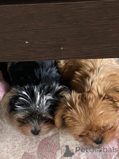 Photo №1. yorkshire terrier - à vendre en ville de Domodedovo | 323€ | Annonce №150490
