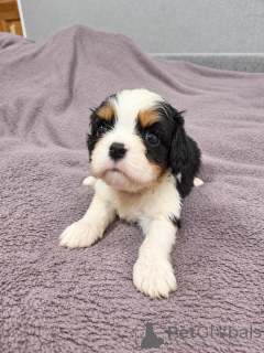 Photos supplémentaires: Chiots Cavalier King Charles Spaniel idéaux.