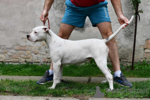 Photos supplémentaires: Chiots bouledogue américain