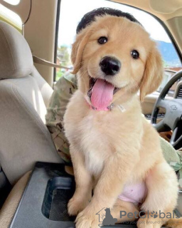 Photo №2 de l'annonce № 95703 de la vente golden retriever - acheter à Allemagne annonce privée, éleveur