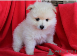 Photo №3. Chiots poméraniens whatsapp 64 9-889 4165. Suisse