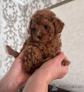 Photo №3. Chiot Maltipoo. Allemagne