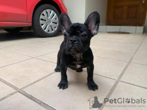 Photo №1. bouledogue - à vendre en ville de Франкфурт-на-Майне | 360€ | Annonce №127358