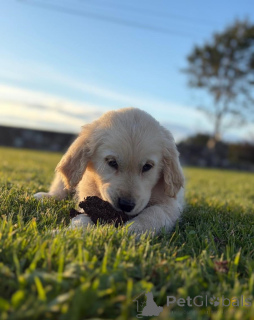 Photo №3. Chiots Golden Retriever. Pays Bas