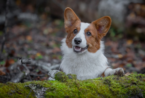 Photo №3. Cardigan Corgi Gallois. Fédération de Russie