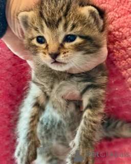 Photo №2 de l'annonce № 150610 de la vente bengal - acheter à Allemagne de l'abri, éleveur