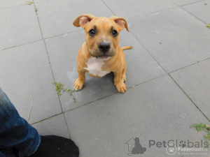Photo №3. Bouledogue américain. Belgique