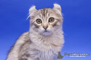 Photos supplémentaires: Un chaton de race rare American Curl.