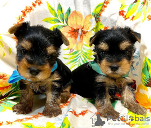 Photo №2 de l'annonce № 97261 de la vente biewer yorkshire terrier - acheter à Allemagne annonce privée