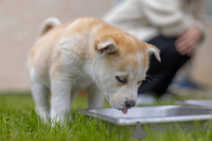 Photo №2 de l'annonce № 137987 de la vente chien bâtard - acheter à La Grande-Bretagne éleveur