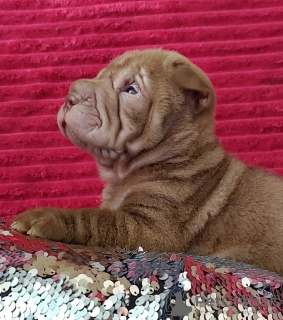 Photo №2 de l'annonce № 115414 de la vente shar pei - acheter à Fédération de Russie annonce privée, éleveur