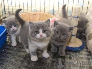 Photo №1. british shorthair - à vendre en ville de Munich | négocié | Annonce № 129834