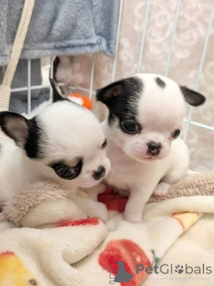 Photo №1. chihuahua - à vendre en ville de Cremlingen | 450€ | Annonce №169426