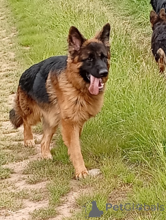 Photo №3. Berger allemand Langhaar avec arbre généalogique. République Tchèque