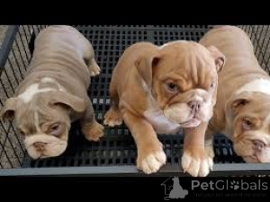 Photo №1. bulldog anglais - à vendre en ville de Leipzig | négocié | Annonce №135900