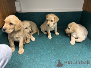 Photo №4. Je vais vendre labrador retriever en ville de Wolfsberg. éleveur - prix - 485€