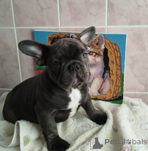 Photo №1. bouledogue - à vendre en ville de Minsk | 500€ | Annonce №161753