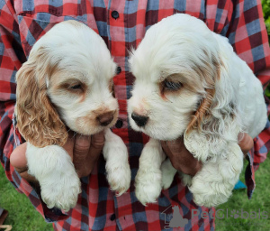 Photo №4. Je vais vendre cocker spaniel anglais en ville de Zrenjanin.  - prix - négocié