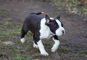 Photos supplémentaires: American Staffordshire Terrier