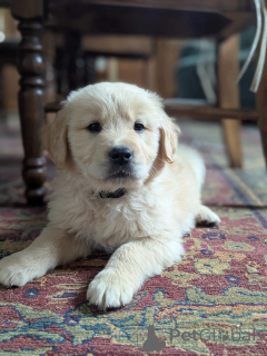 Photo №1. golden retriever - à vendre en ville de Great | négocié | Annonce №168235