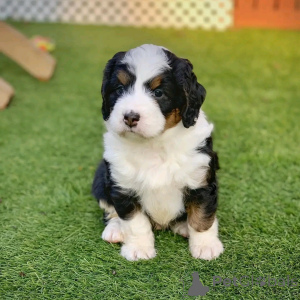 Photo №3. Berner Bergwelpen Zur Adoption Verfügbar. Allemagne