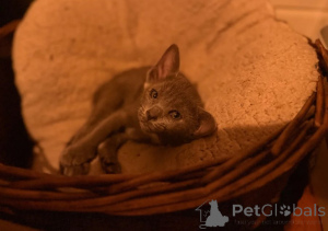 Photo №1. oriental shorthair - à vendre en ville de Cologne | 350€ | Annonce № 178451