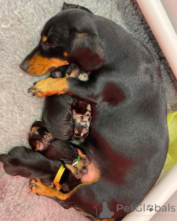 Photo №2 de l'annonce № 166199 de la vente teckel - acheter à Nouvelle zélande éleveur