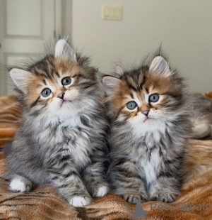 Photo №3. Chaton sibérien à la recherche d'une famille pour toujours. Allemagne