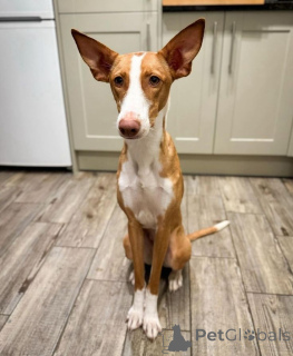 Photo №1. chien de garenne portugais - à vendre en ville de Aizlingen | 600€ | Annonce №157827