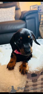 Photo №4. Je vais vendre teckel en ville de Leinfelden-Echterdingen. annonce privée - prix - 1600€