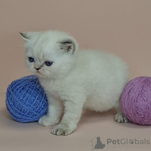 Photo №2 de l'annonce № 160502 de la vente exotic shorthair - acheter à Belgique 