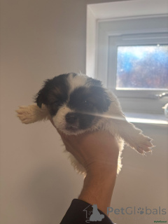 Photo №2 de l'annonce № 166188 de la vente jack russell terrier - acheter à Allemagne annonce privée