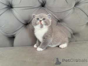 Photo №3. De magnifiques chatons British Shorthair élevés avec amour et soin. Irlande