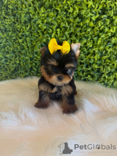 Photo №1. yorkshire terrier - à vendre en ville de Prague | négocié | Annonce №172837