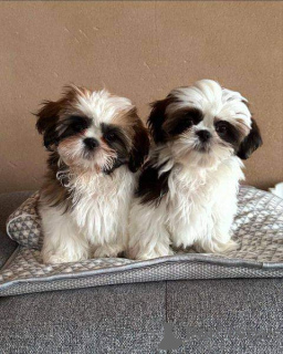 Photo №1. shih tzu - à vendre en ville de Zürich | 400€ | Annonce №125798