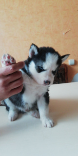 Photo №4. Je vais vendre husky de sibérie en ville de Novosibirsk. de la fourrière - prix - 319€