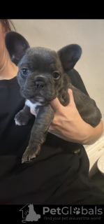 Photo №1. bouledogue - à vendre en ville de Nuremberg | 265€ | Annonce №119325